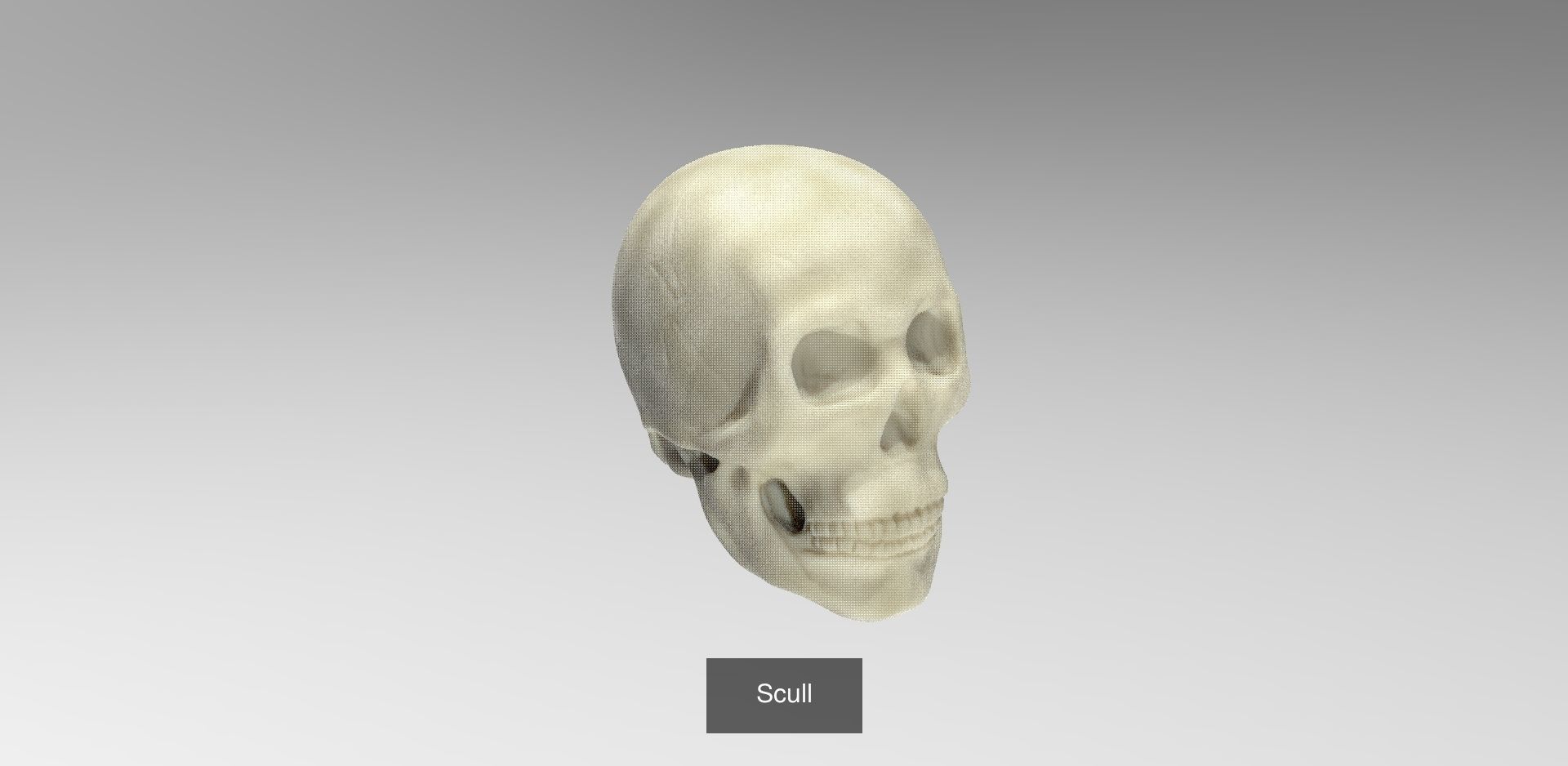 Scull Collection 1 3D skull _5