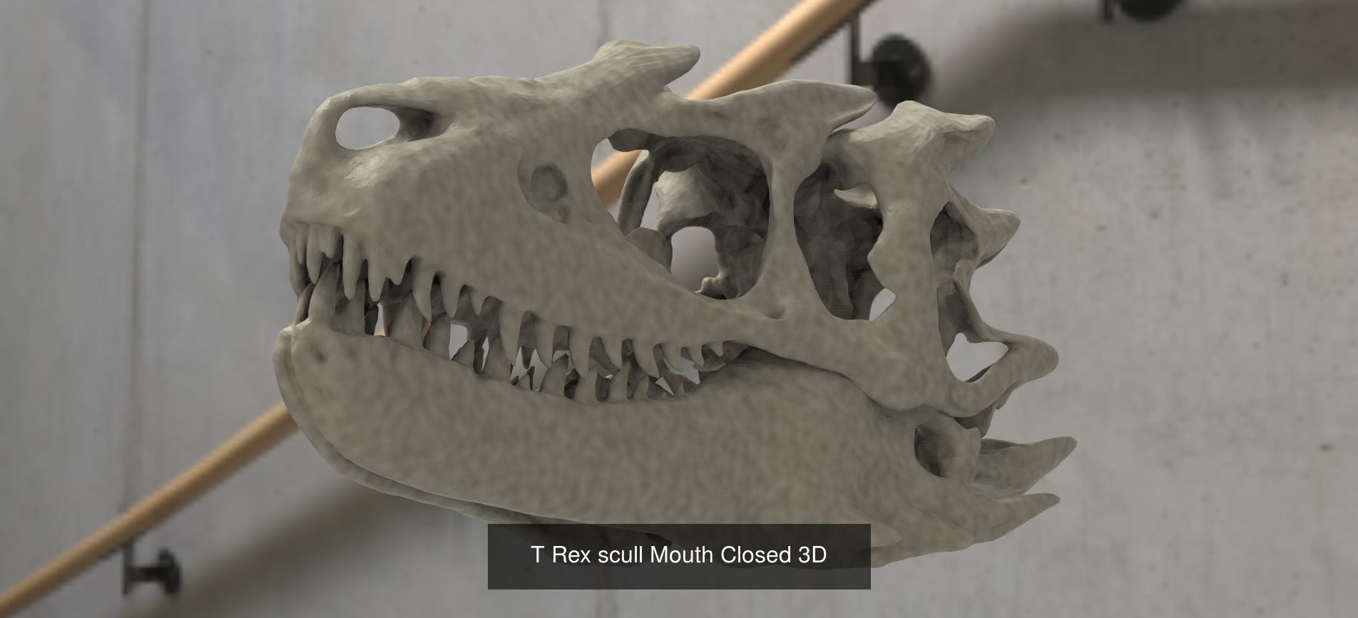 Scull Collection 1 3D skull _16