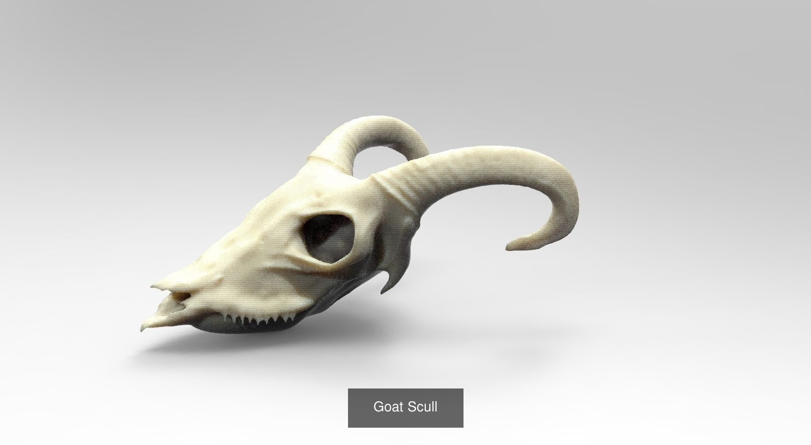 Scull Collection 1 3D skull _7