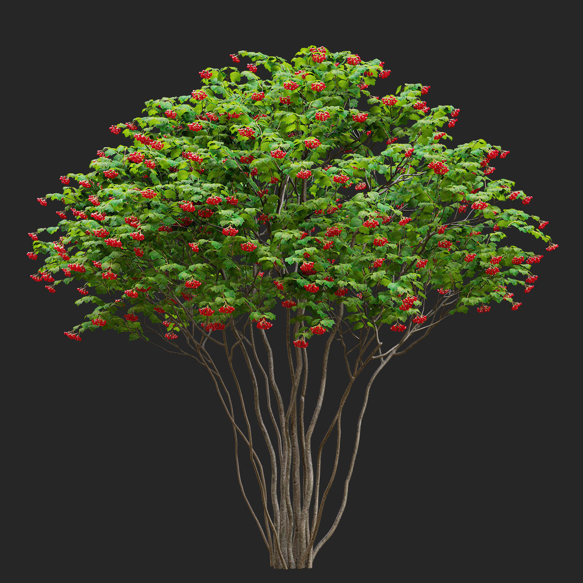 Viburnum multistem 3D model_1