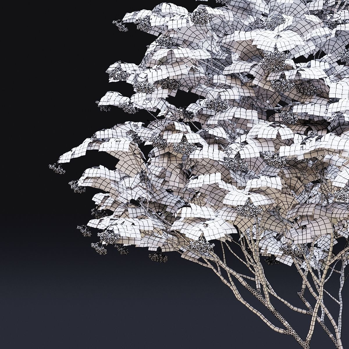 Viburnum multistem 3D model_5