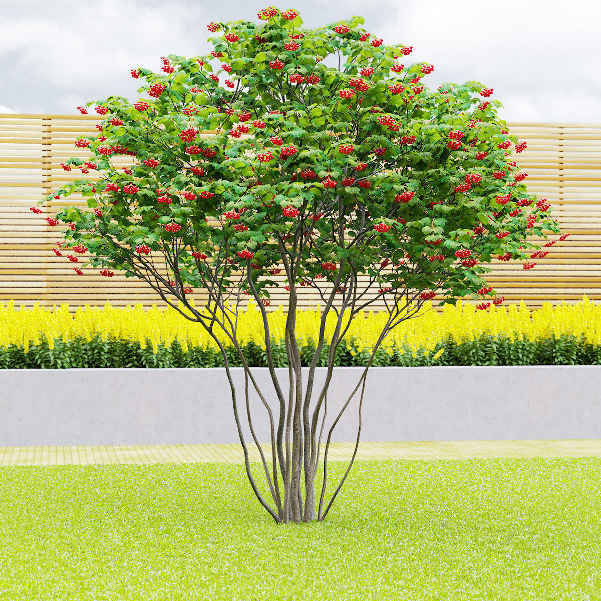 Viburnum multistem 3D model_7