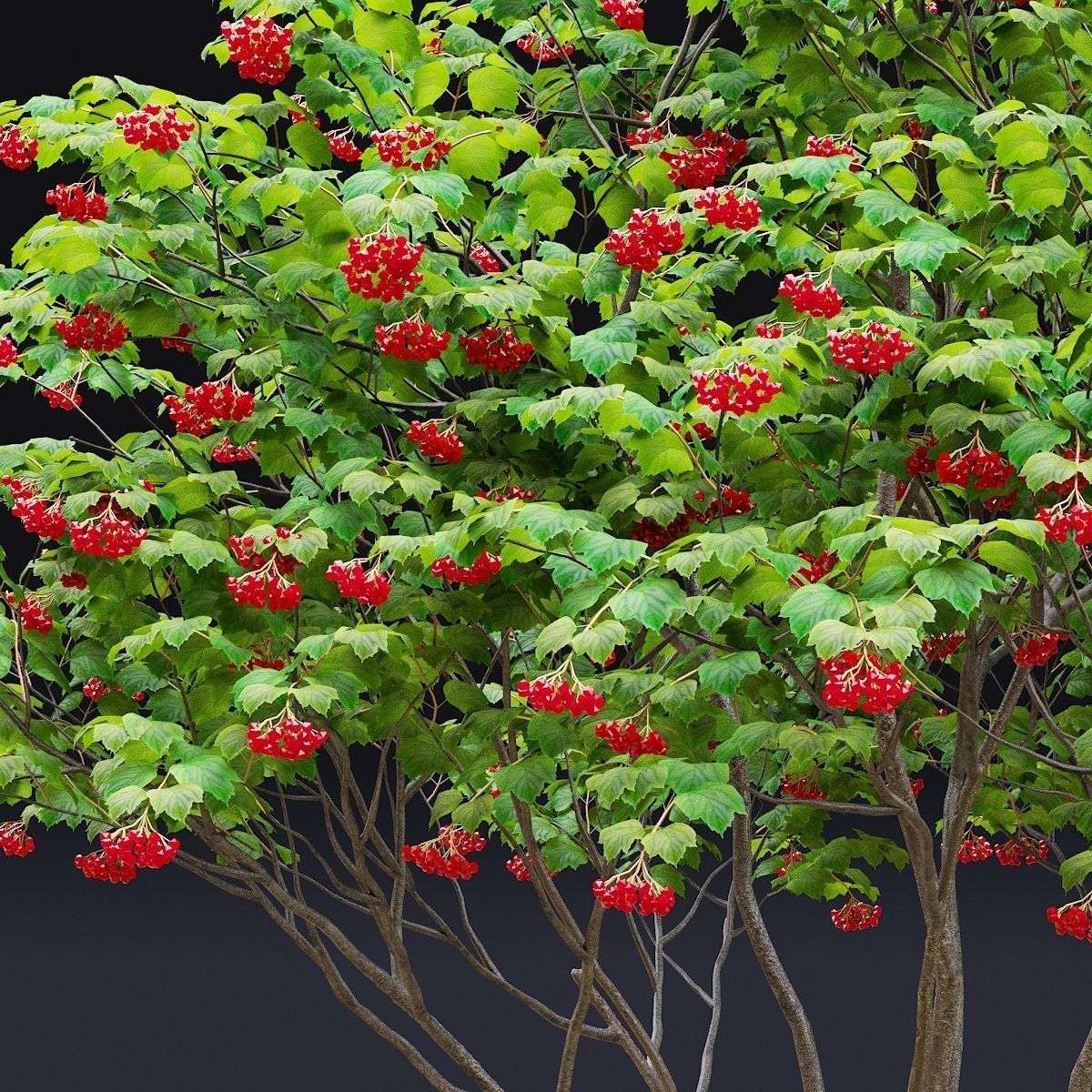 Viburnum multistem 3D model_6