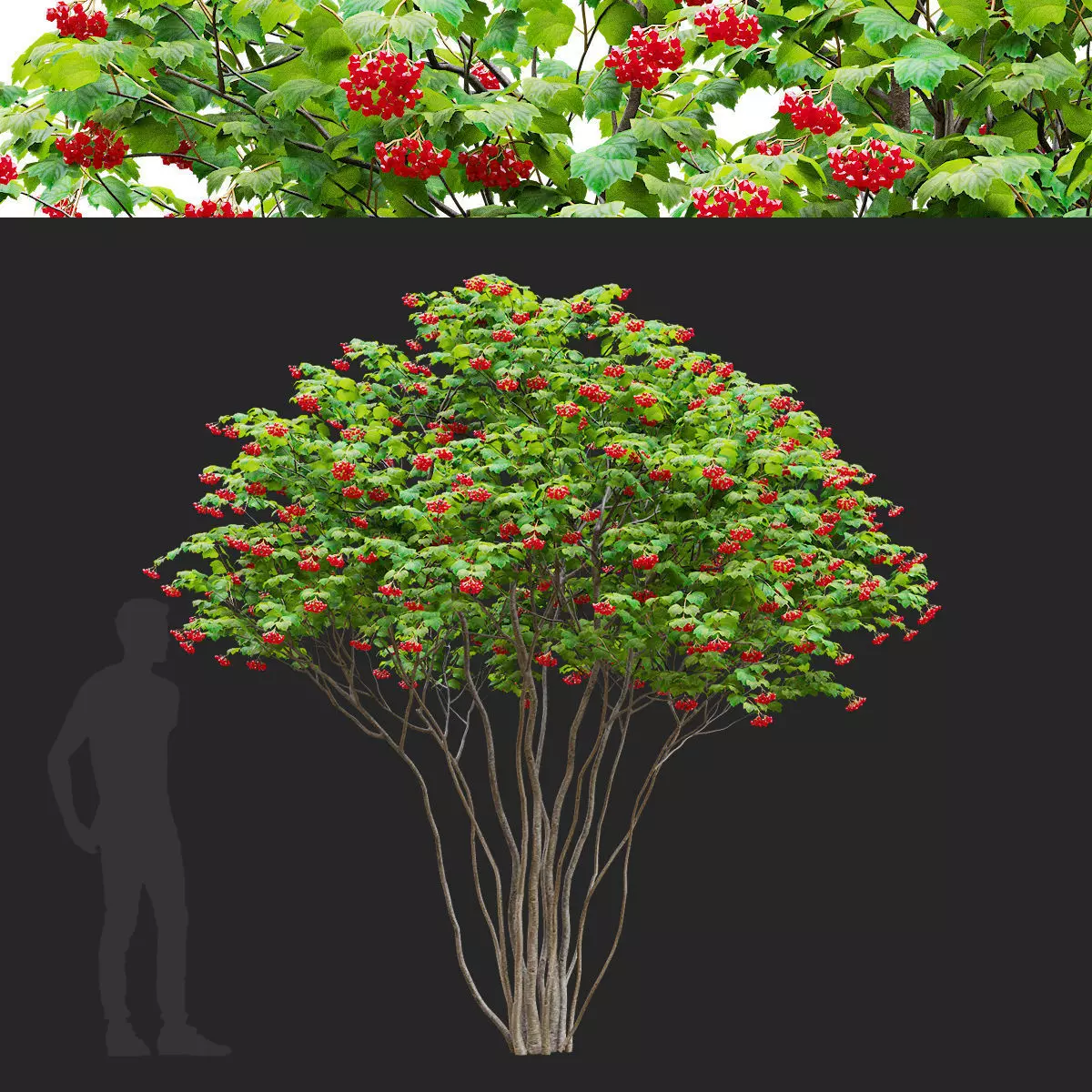 Viburnum multistem 3D model_0