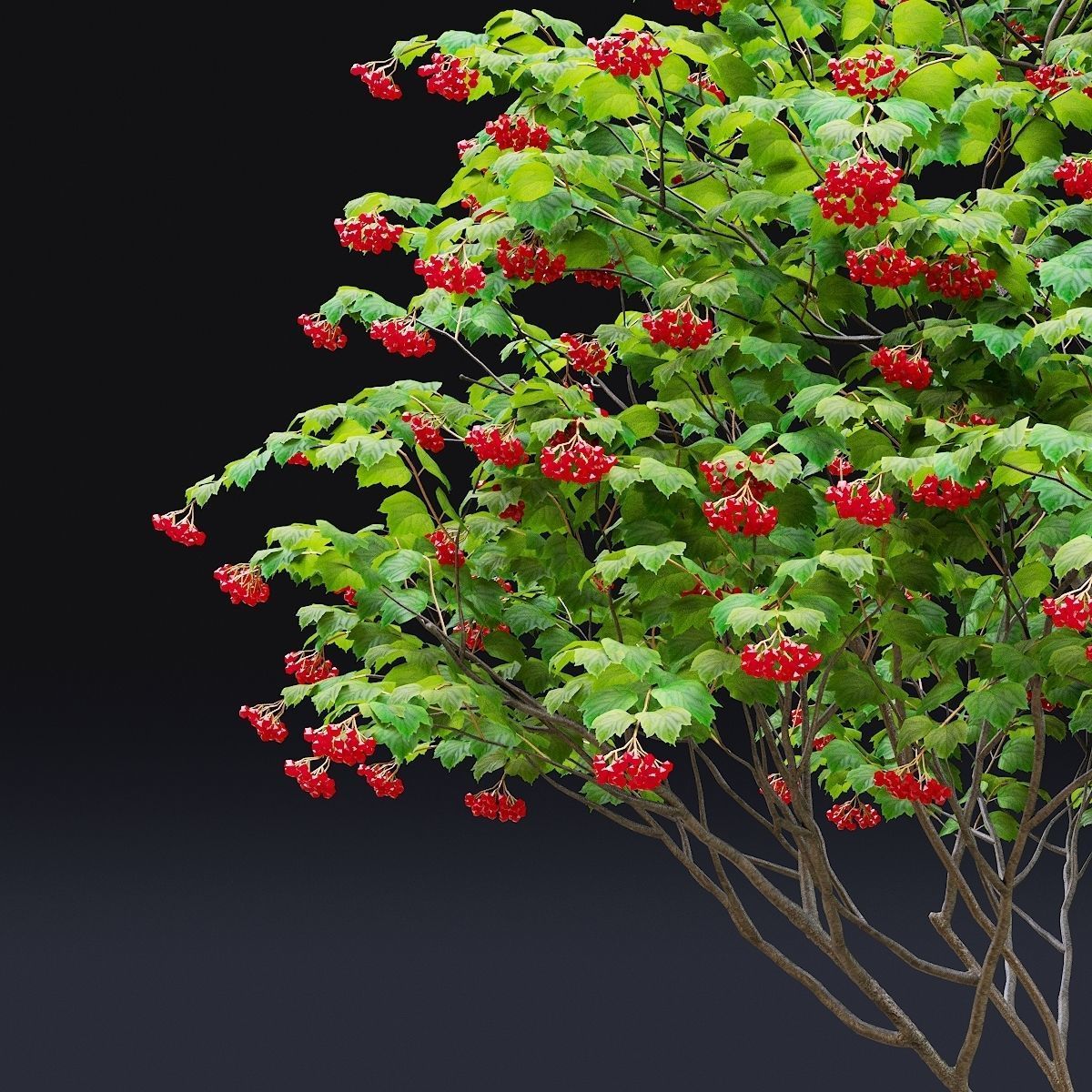 Viburnum multistem 3D model_4