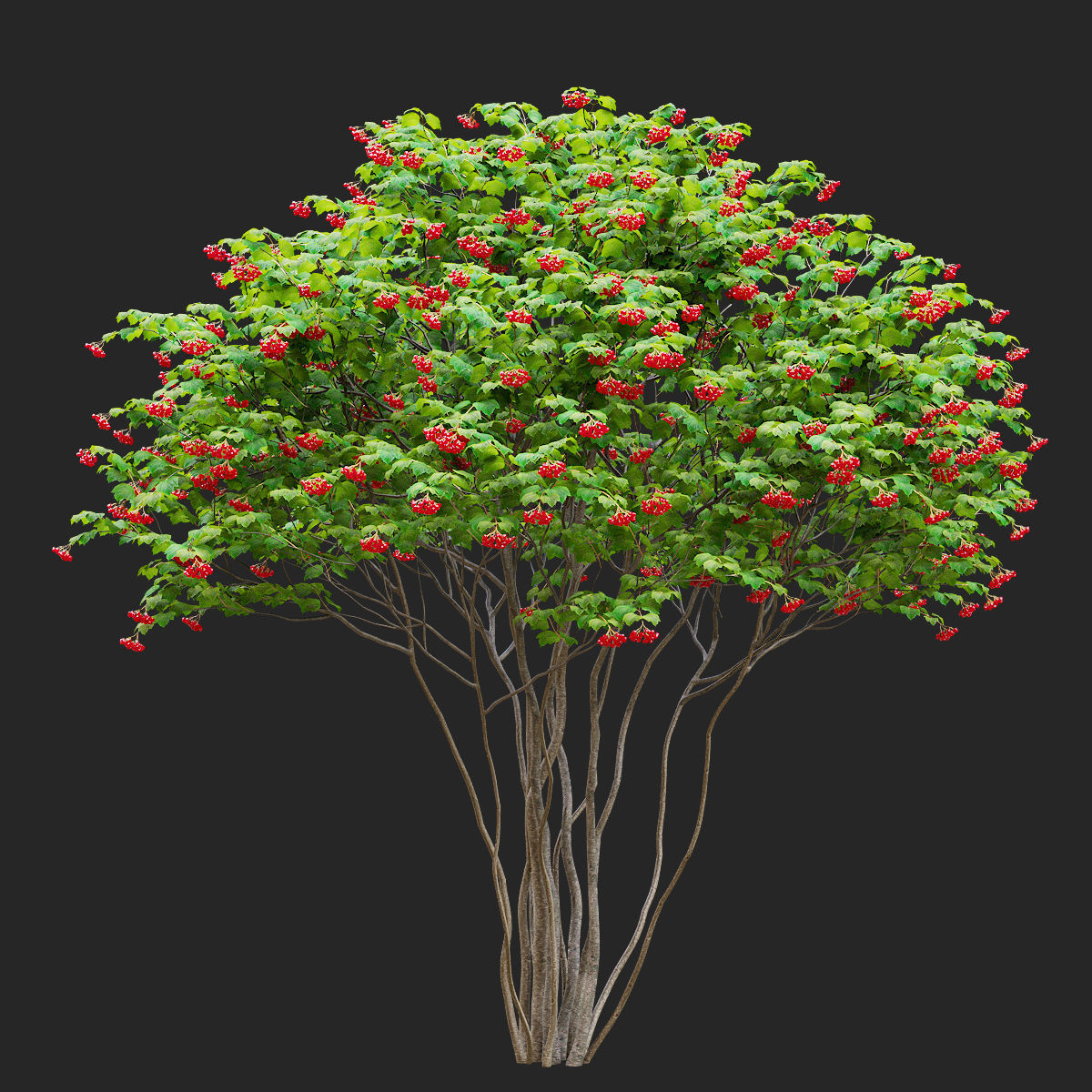 Viburnum multistem 3D model_2