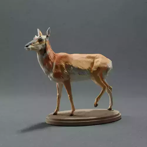 Pronghorn Antelope - Female