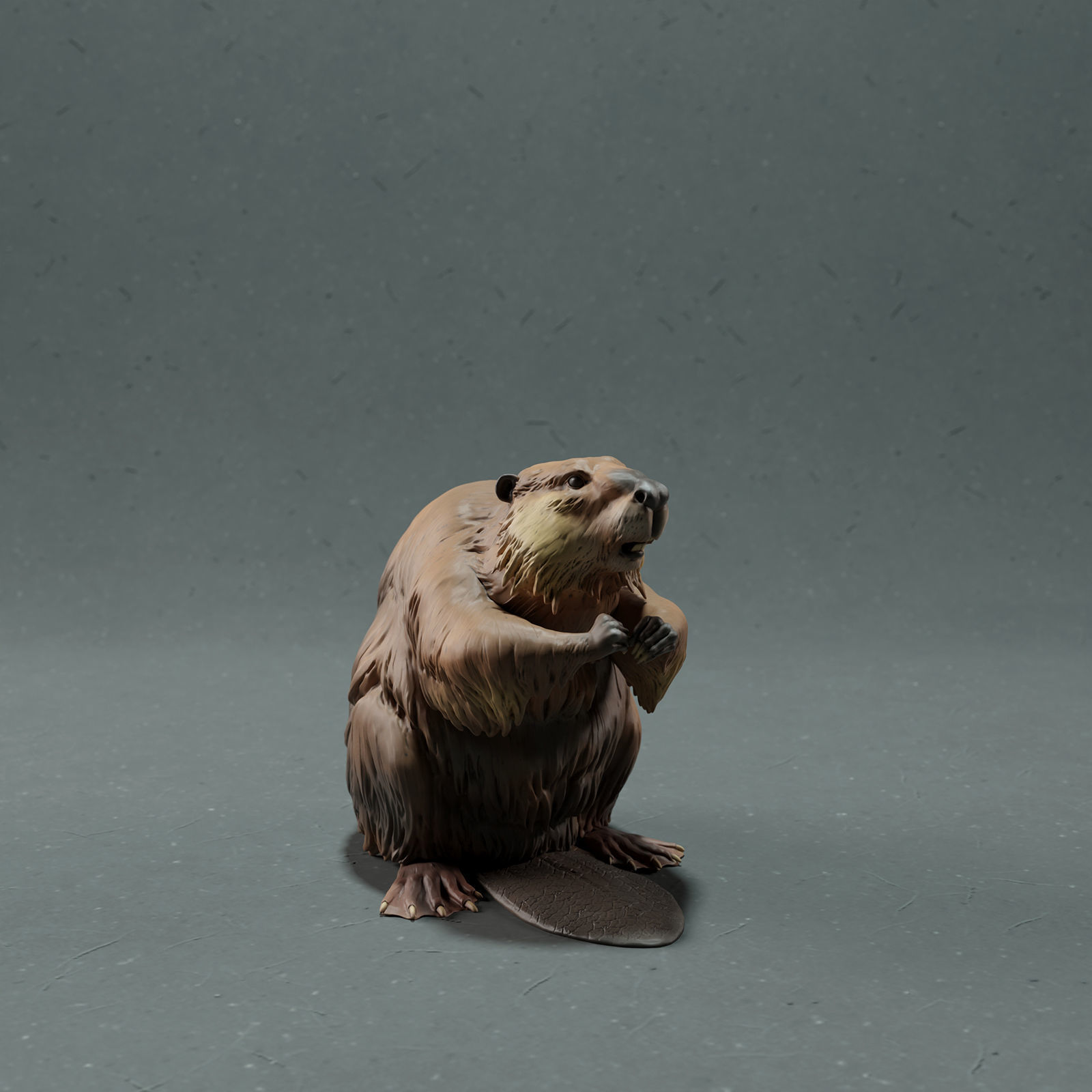 American Beaver 3D print model_2