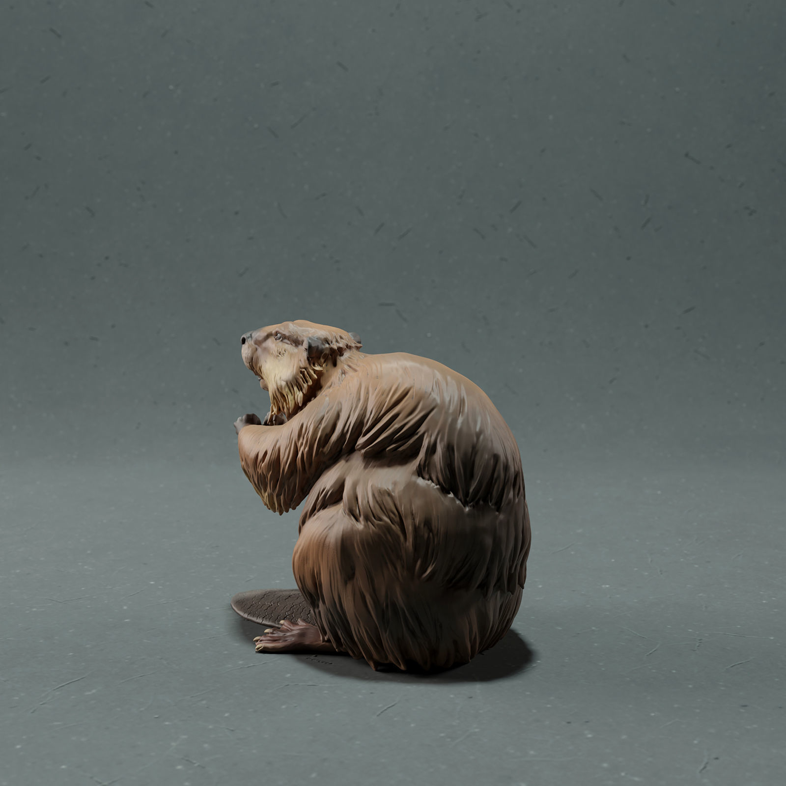 American Beaver 3D print model_4