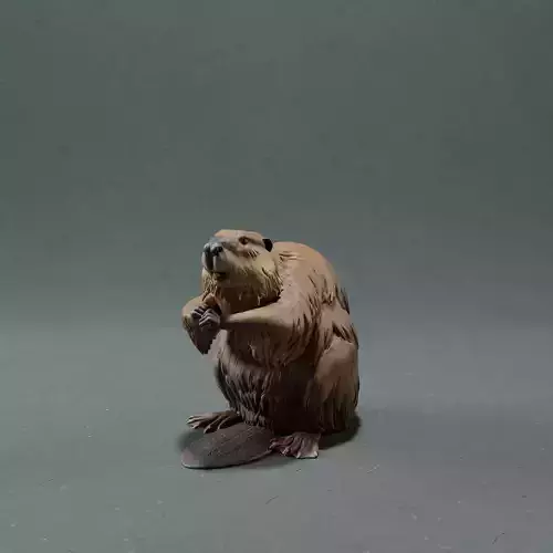 American Beaver 3D print model