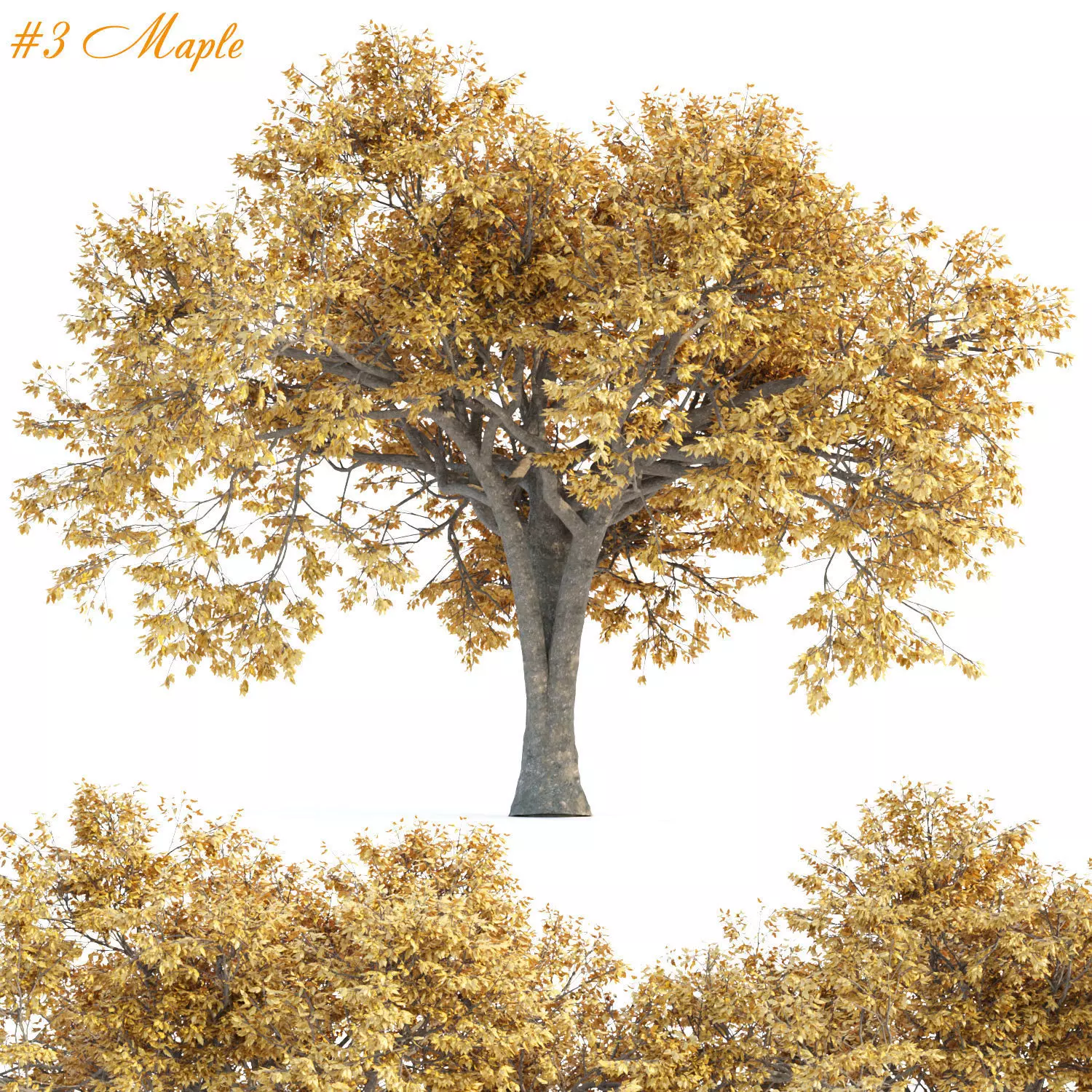 Autumn Maple Trees Collection vol 147 3D model_0