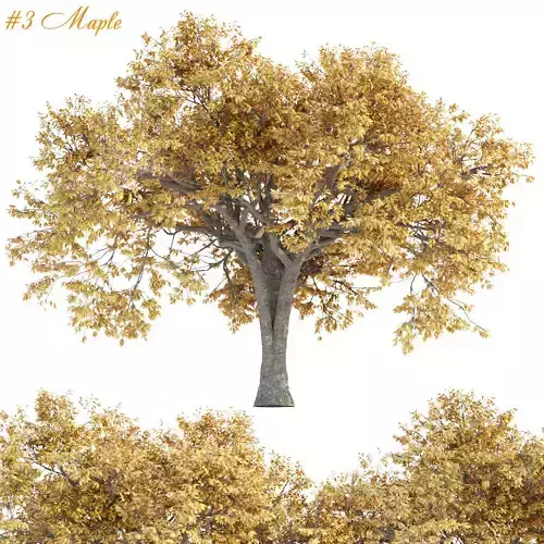 Autumn Maple Trees Collection vol 147 3D model