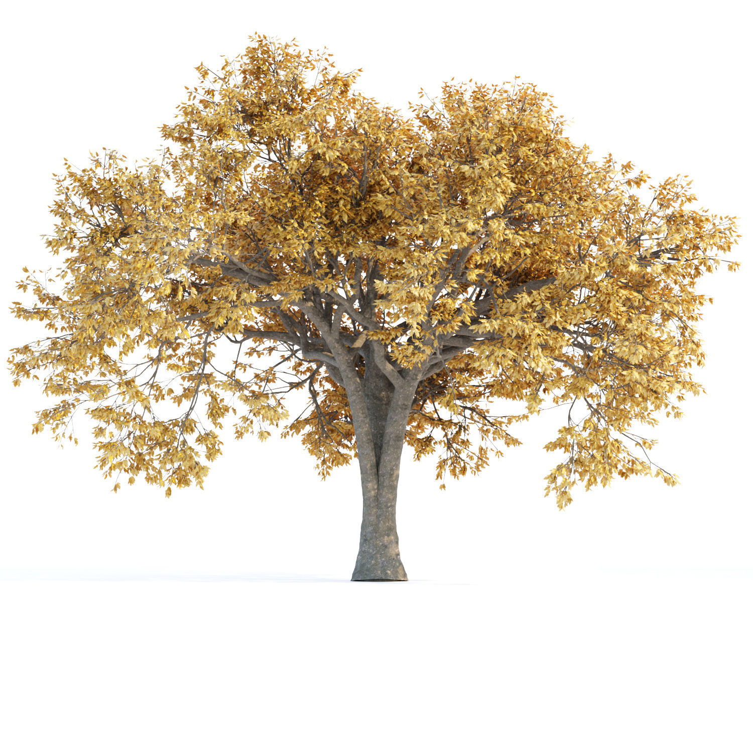 Autumn Maple Trees Collection vol 147 3D model_2