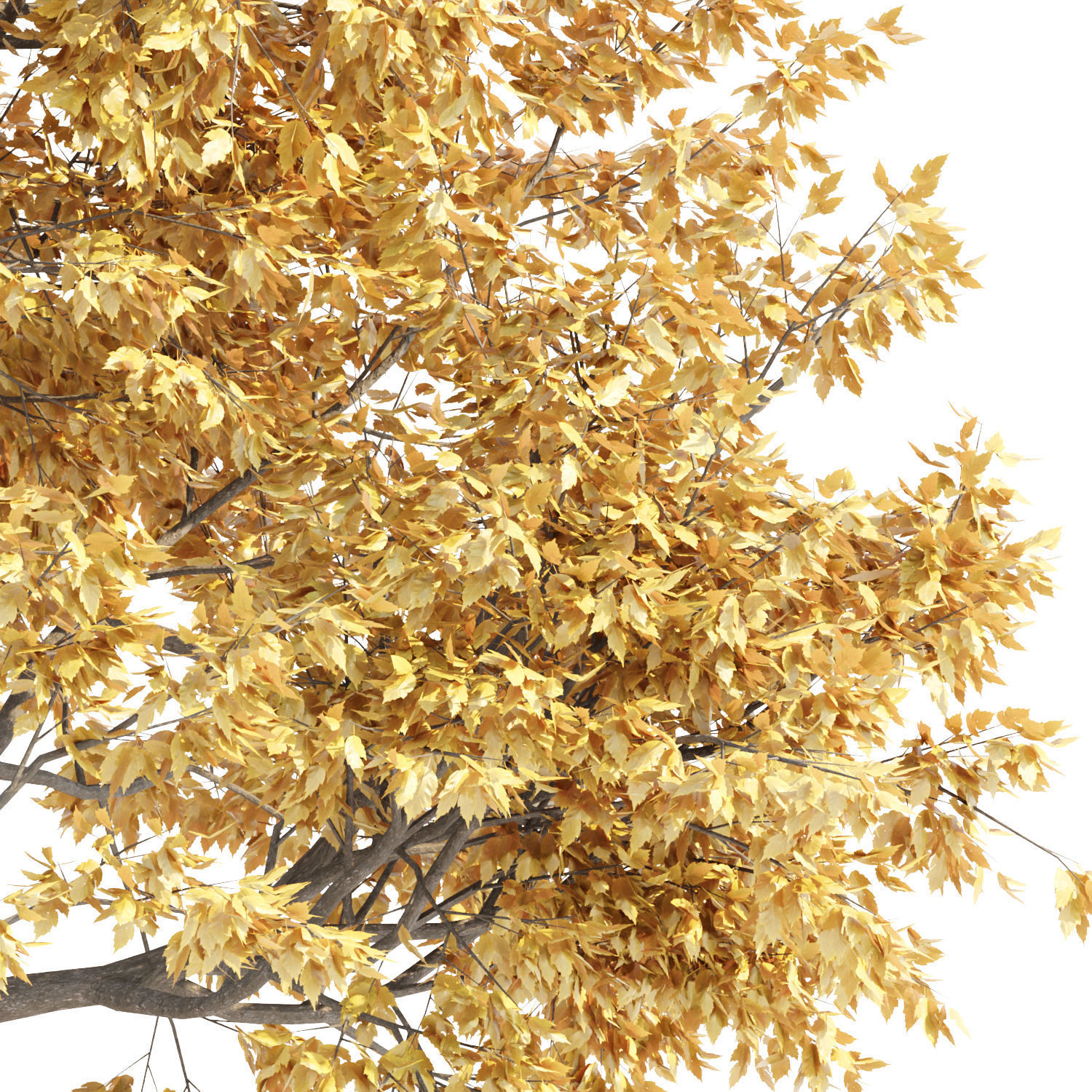Autumn Maple Trees Collection vol 147 3D model_4