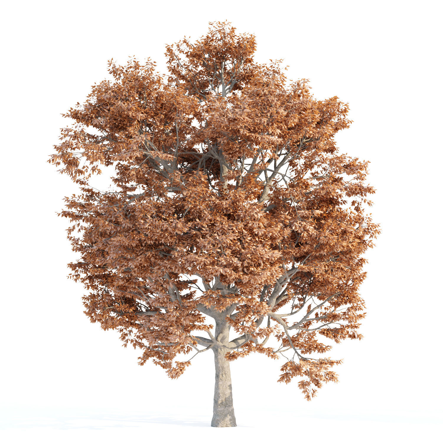 Autumn Maple Trees Collection vol 147 3D model_1