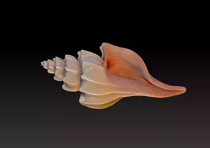 Seashell 3D print model