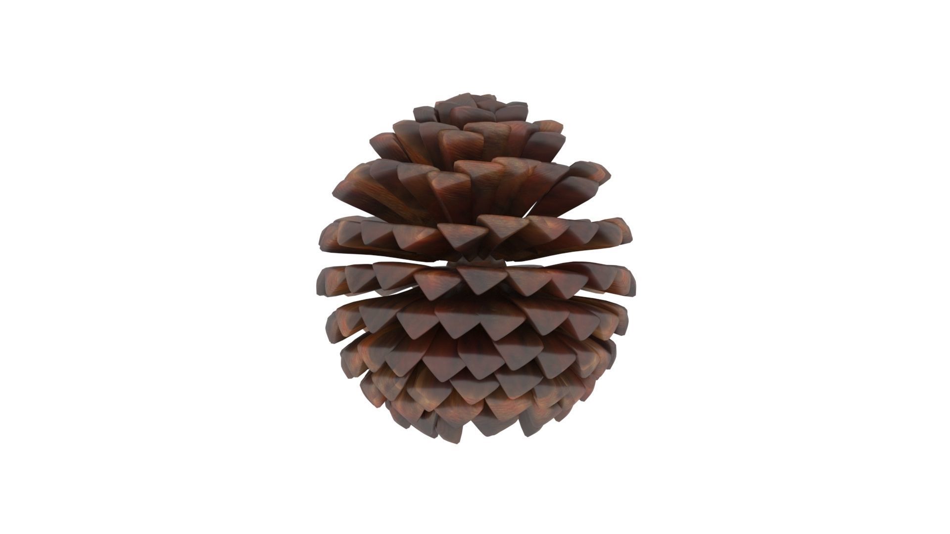 Fir Cone 3D model_28