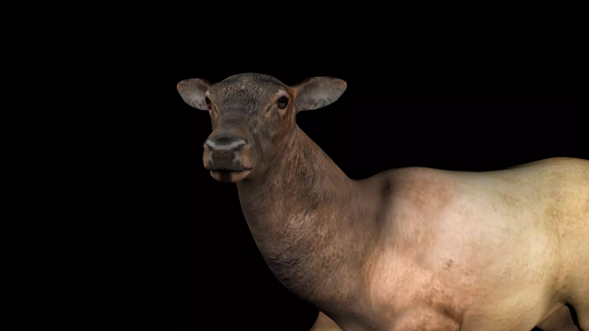 Rigged Elk Doe Low-poly 3D model