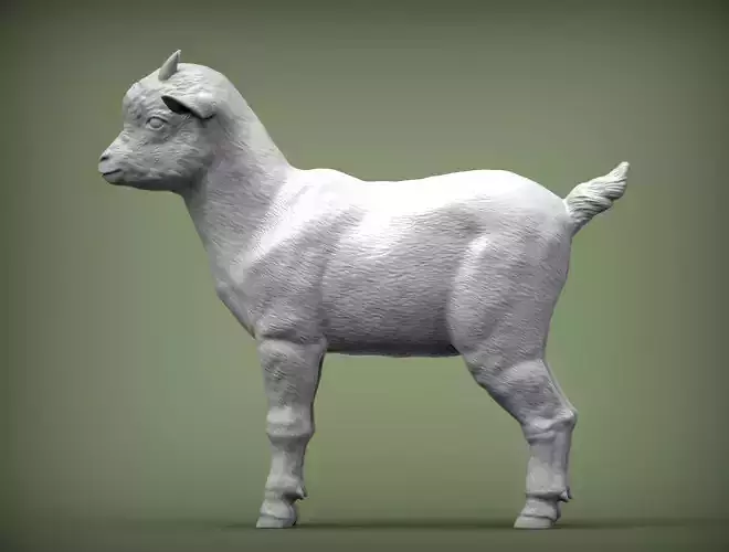 goatling goat 3D print model