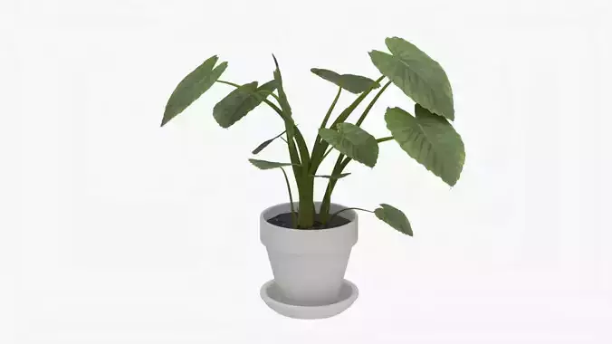 Realistic Guinea Shield Gabi Taro 