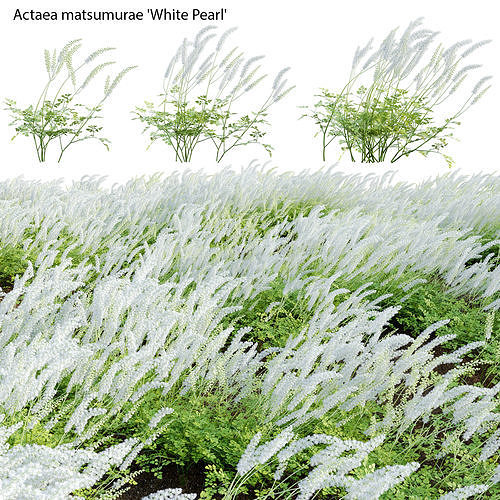 Actaea matsumurae - White Pearl 02 3D model