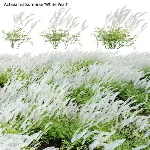 Actaea matsumurae - White Pearl 02 3D model