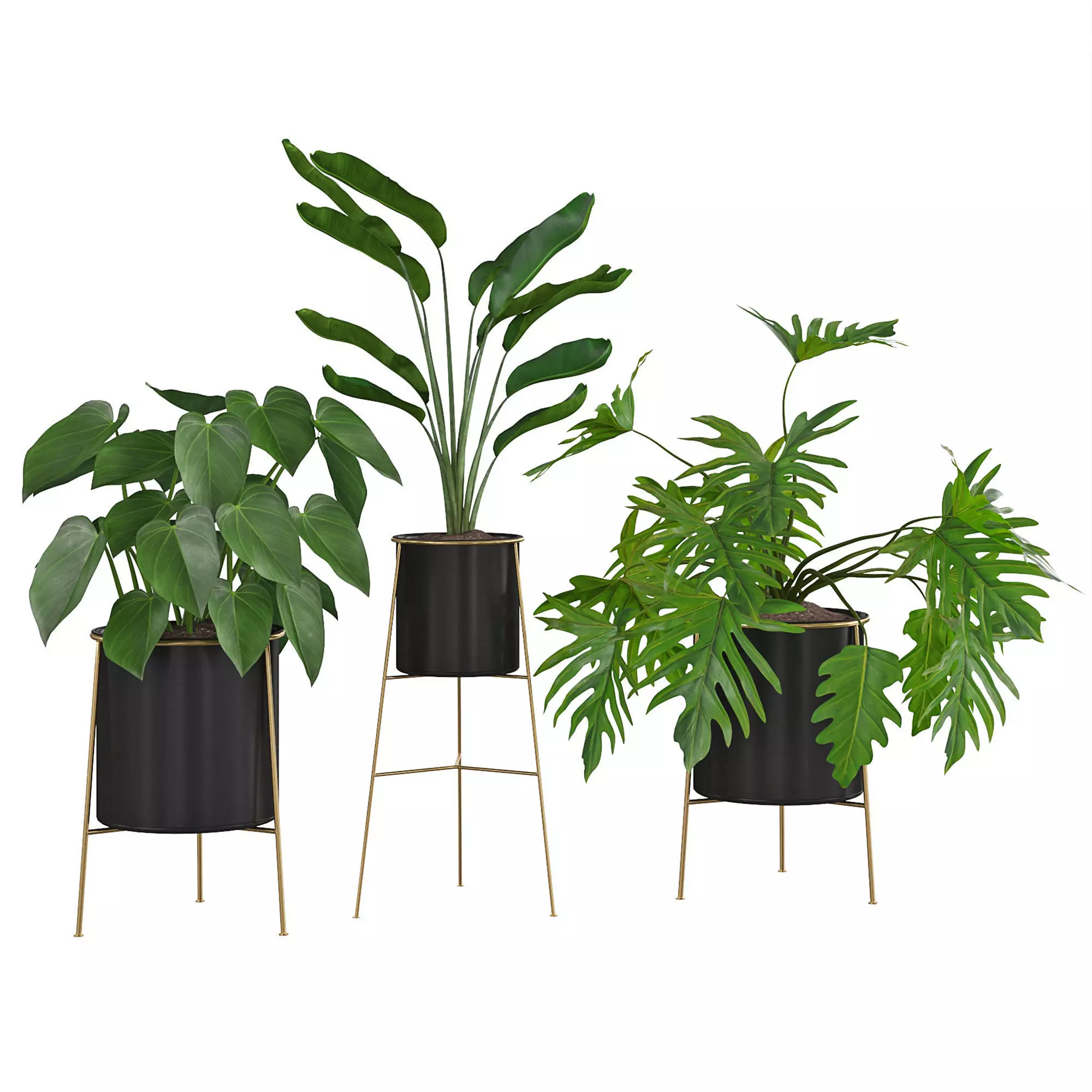 Houseplant 81 3D model_0