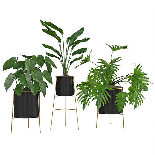 Houseplant 81 3D model