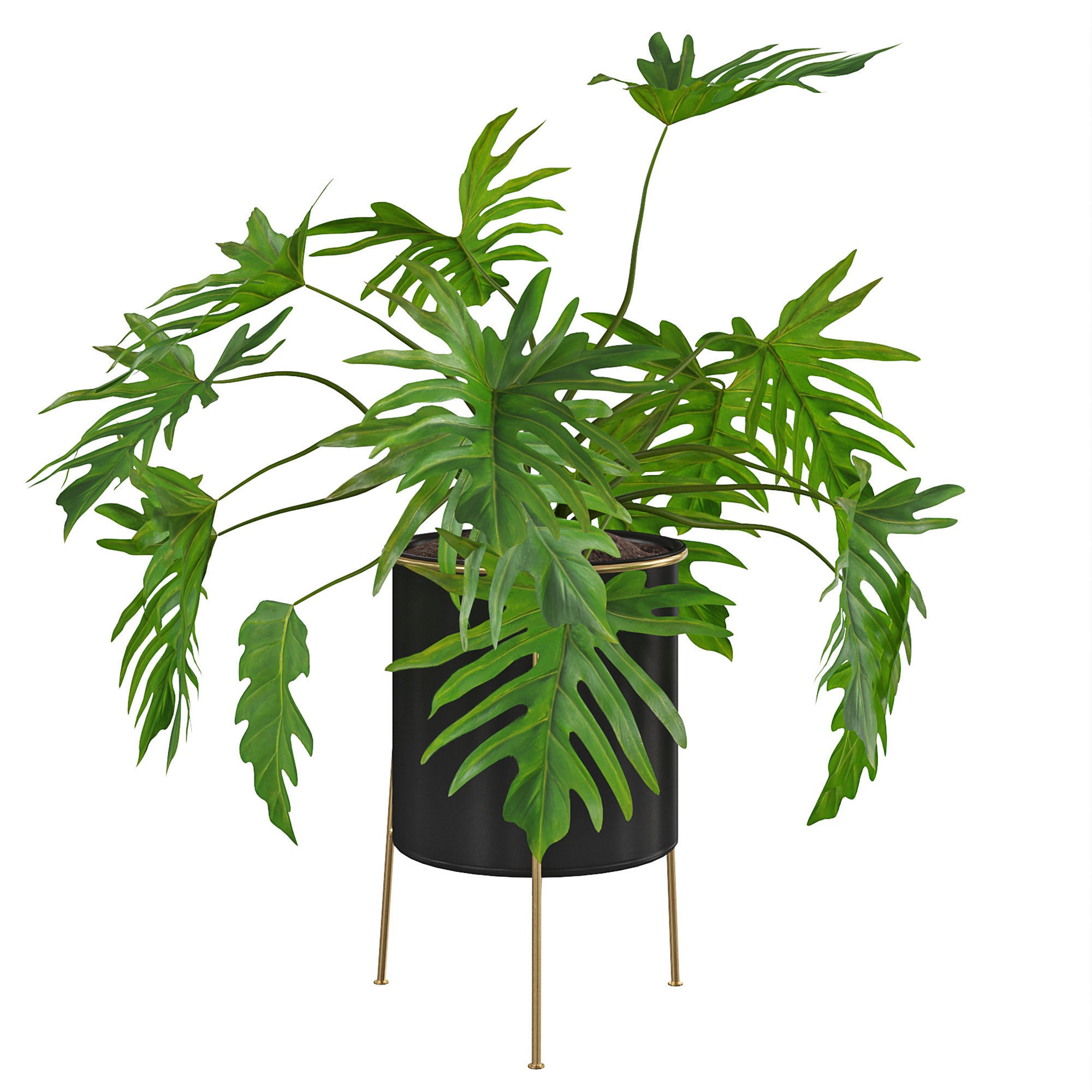 Houseplant 81 3D model_2