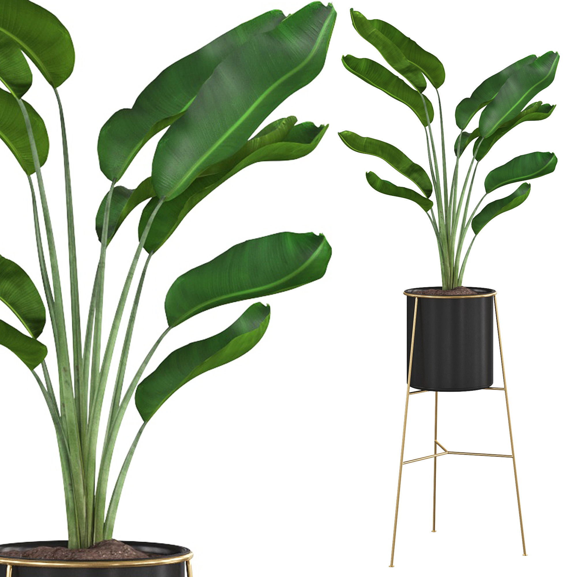 Houseplant 81 3D model_3