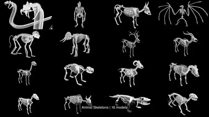 Animal Skeletons 3D Model Collection