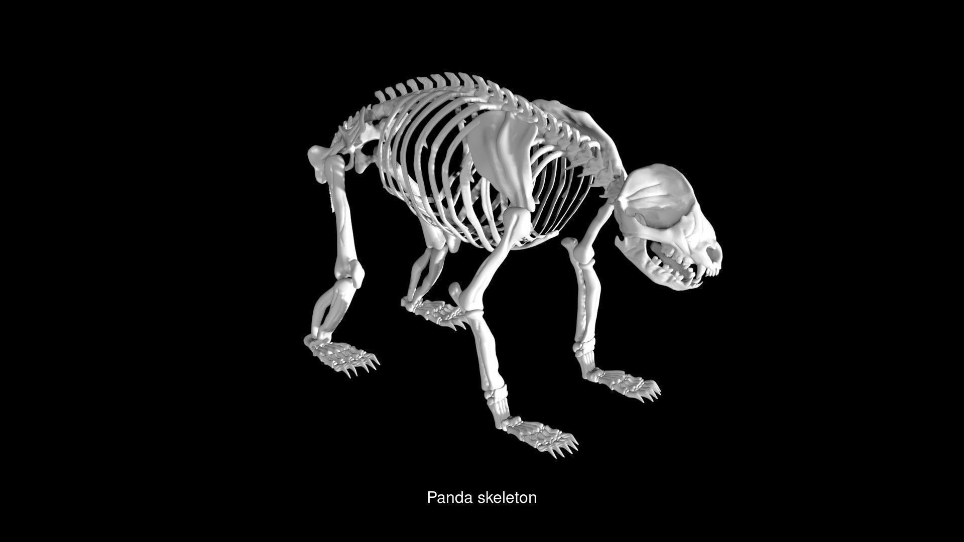 Forest Animal Skeletons 3D Model Collection_10