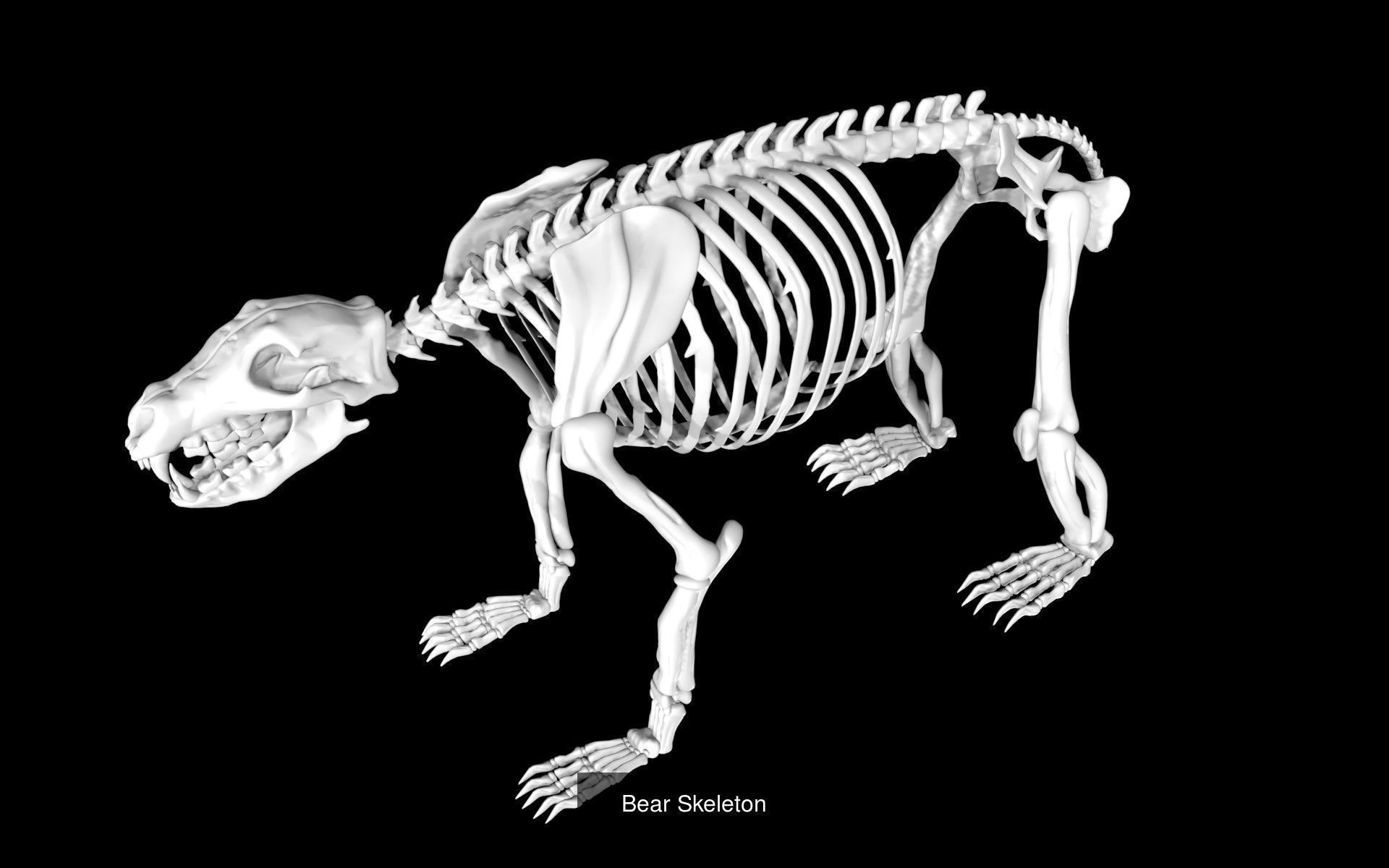 Forest Animal Skeletons 3D Model Collection_2