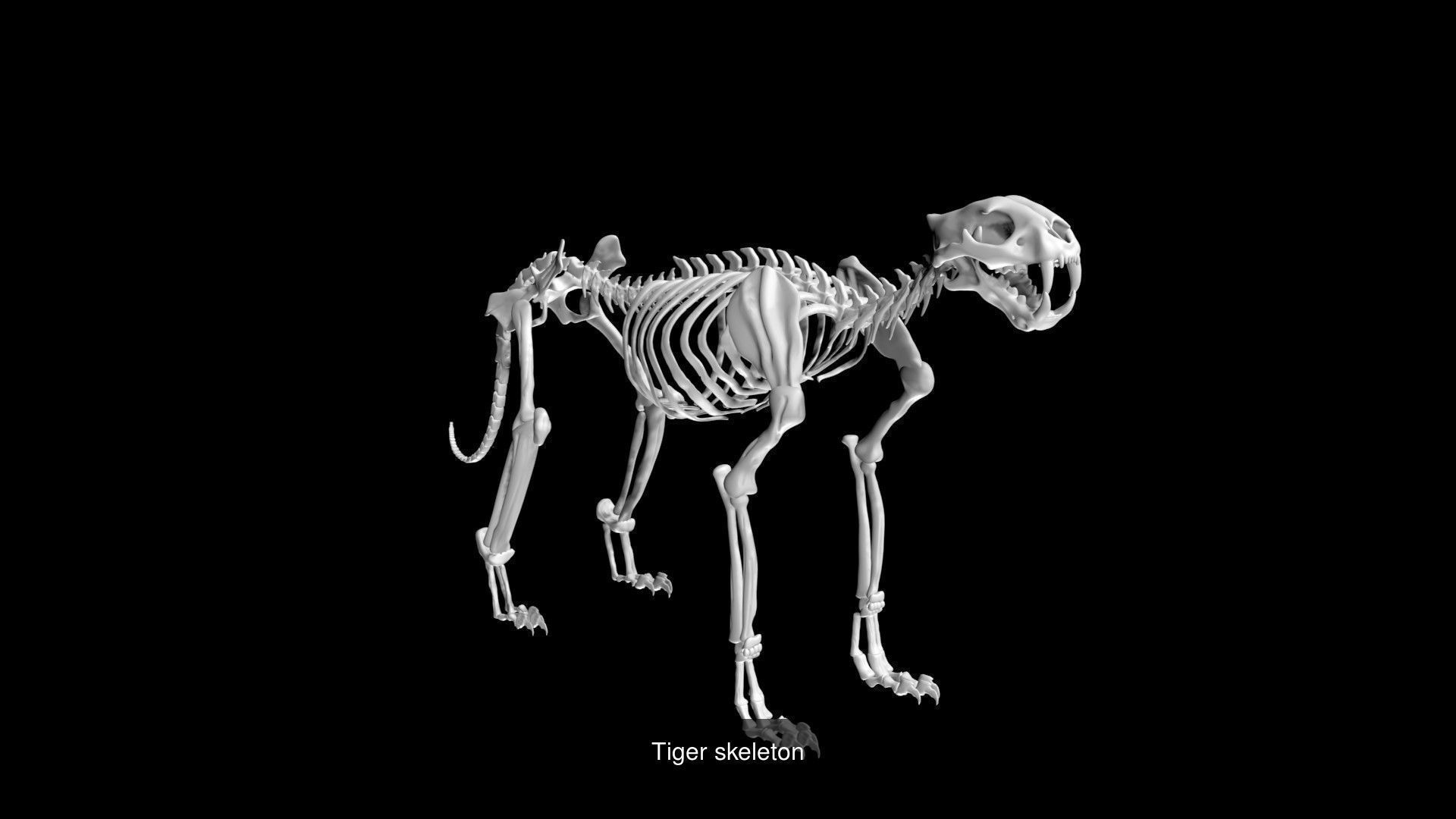Forest Animal Skeletons 3D Model Collection_9