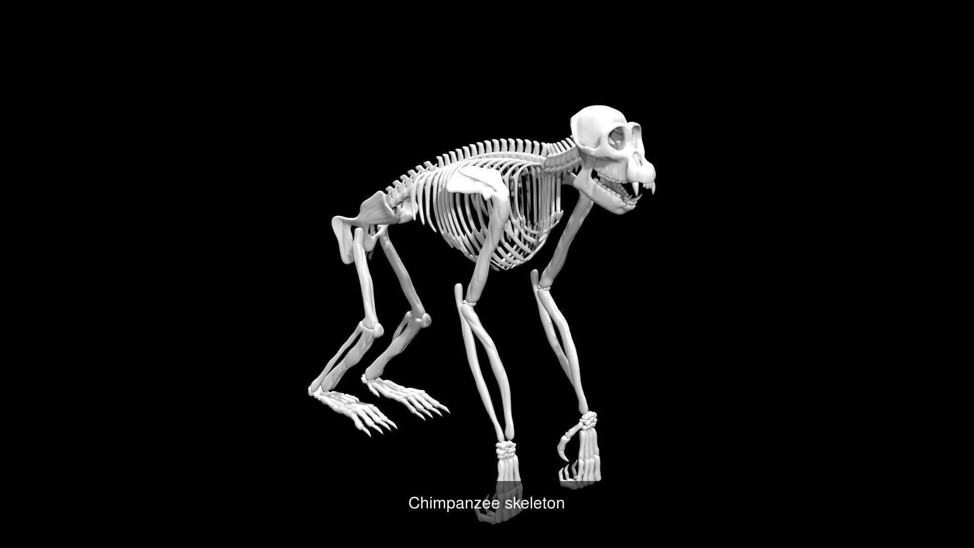 Forest Animal Skeletons 3D Model Collection_6