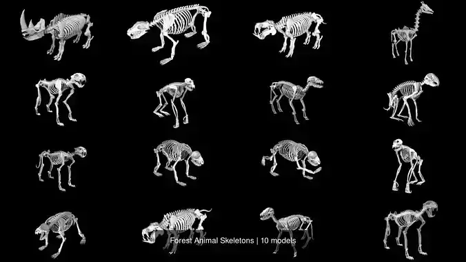 Forest Animal Skeletons 3D Model Collection