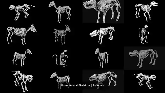 Home Animal Skeletons 3D Model Collection