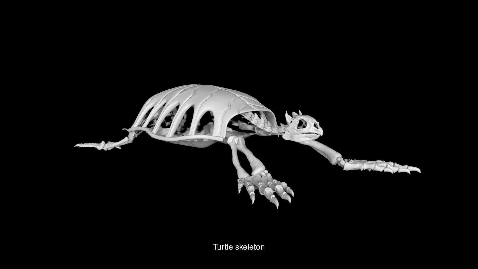 Water Animal Skeletons 3D Model Collection_6