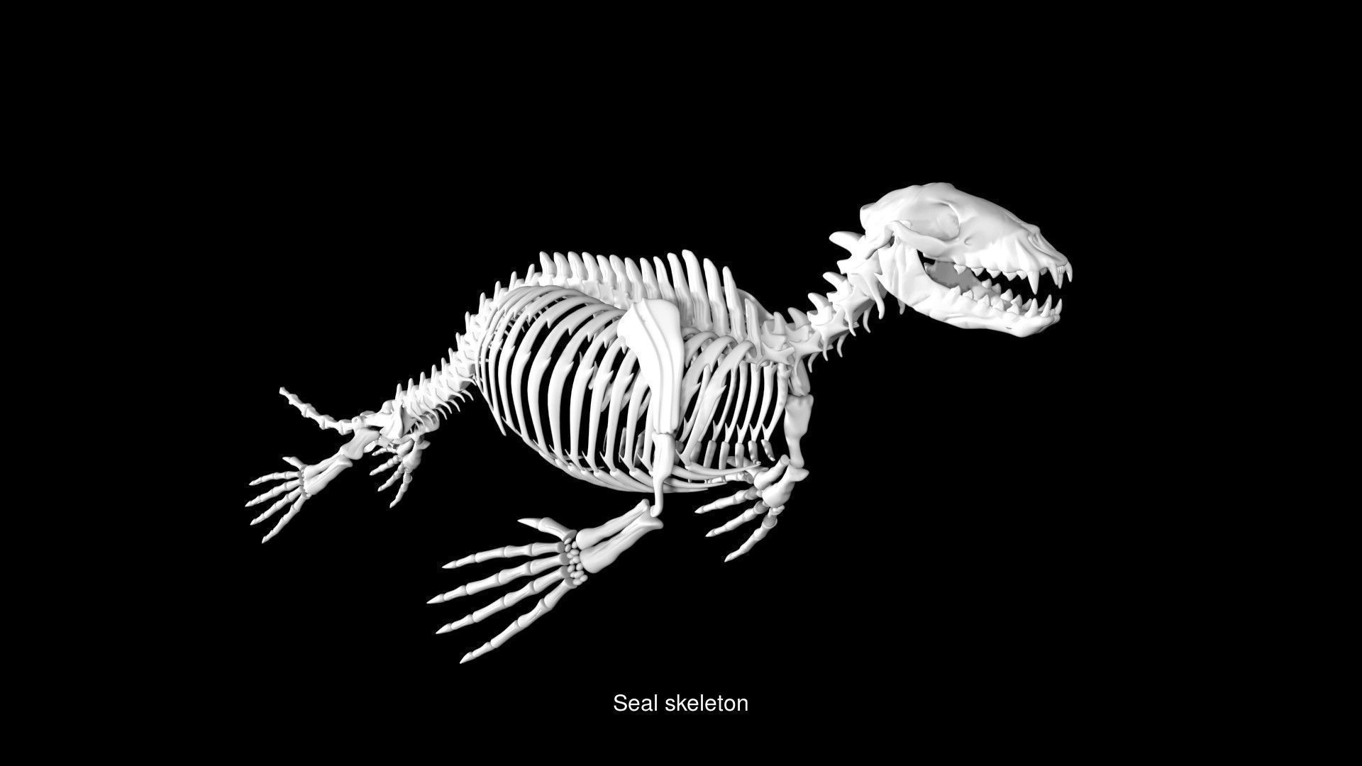 Water Animal Skeletons 3D Model Collection_7