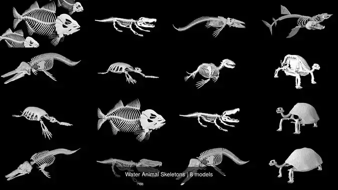 Water Animal Skeletons 3D Model Collection