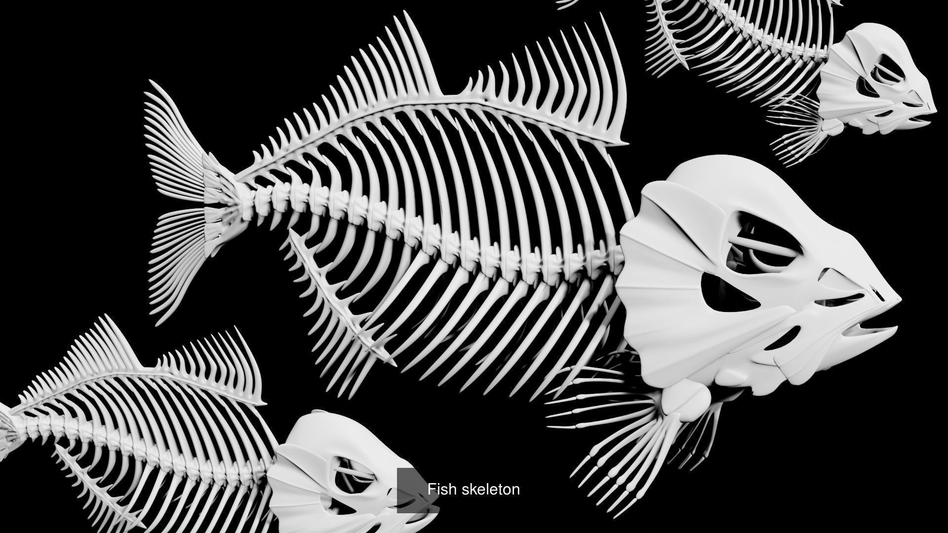 Water Animal Skeletons 3D Model Collection_1