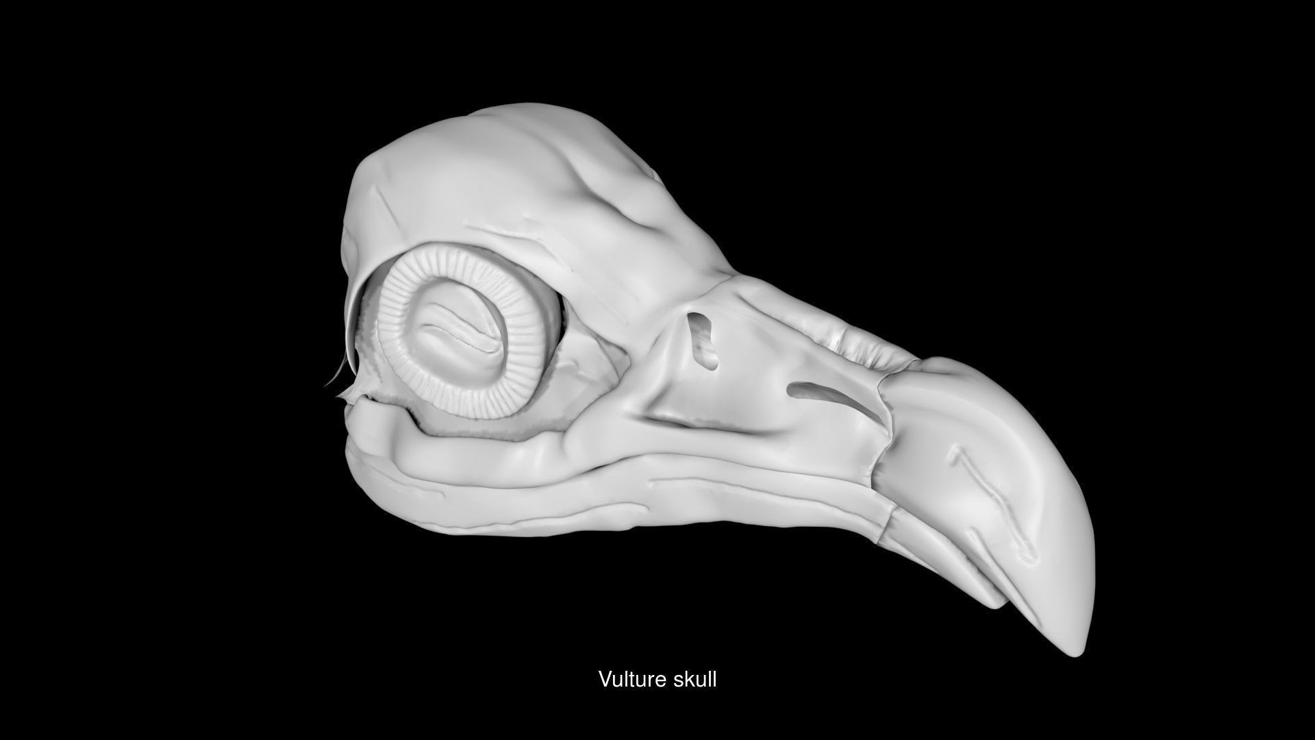 Birds Skulls 3D Model Collection_6
