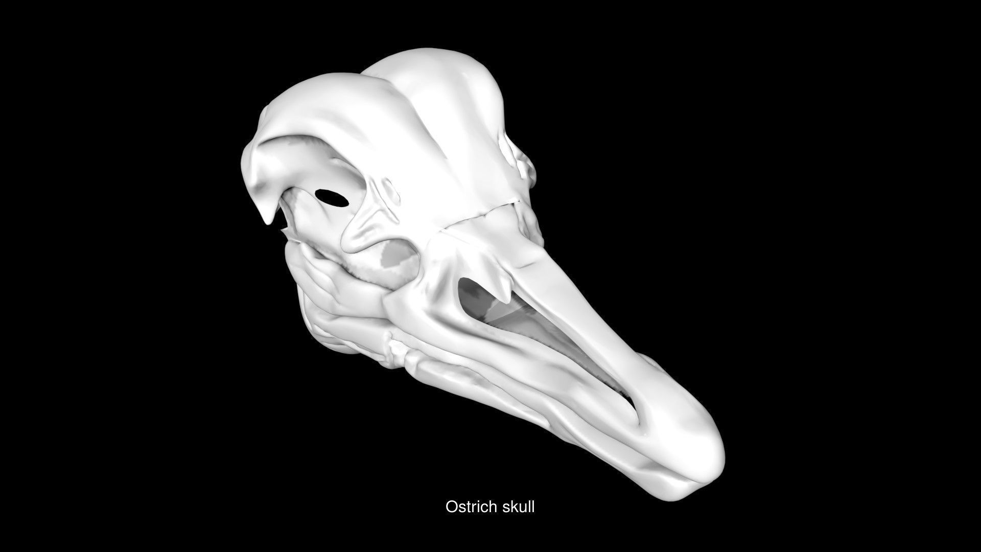 Birds Skulls 3D Model Collection_4