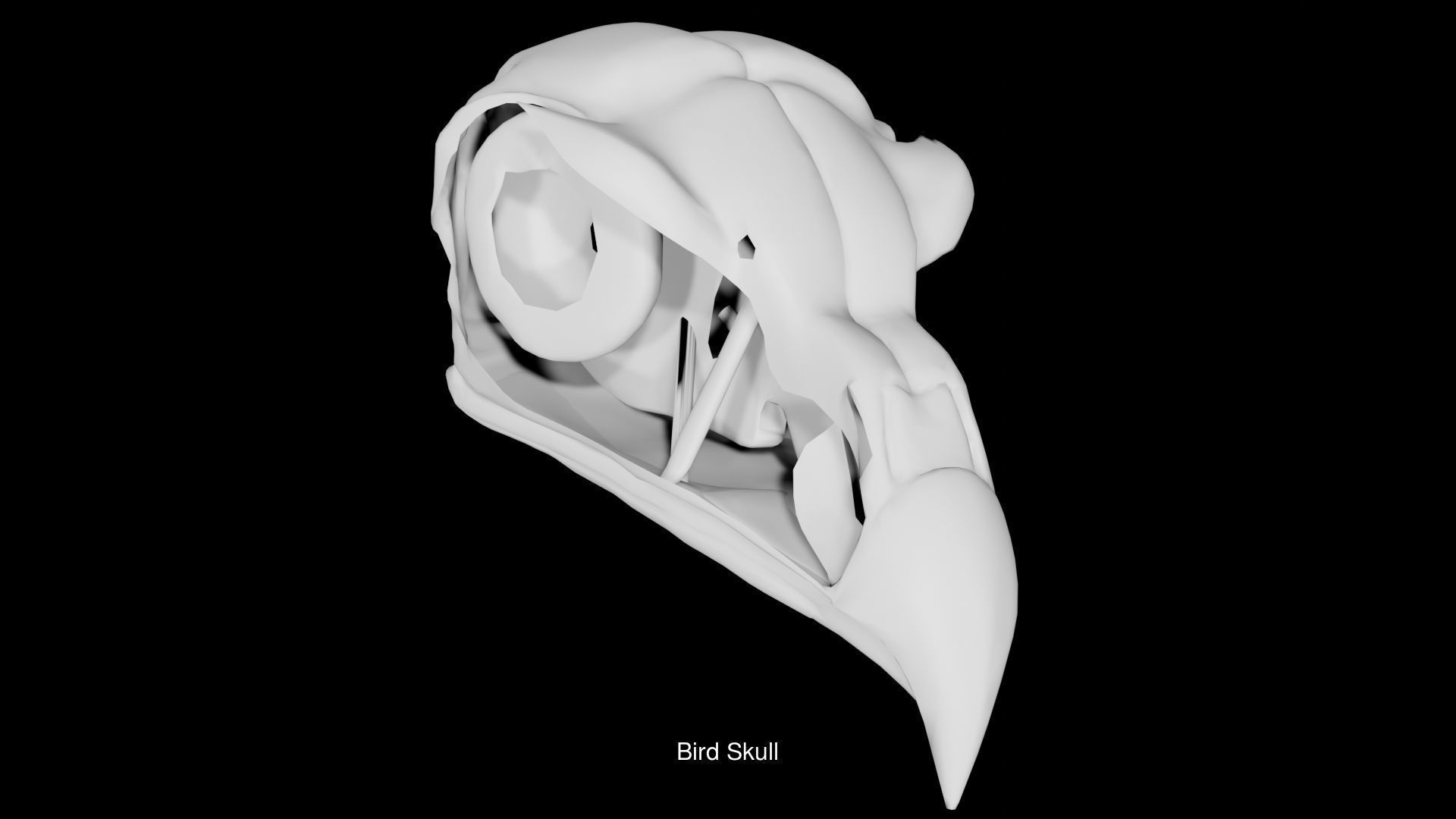 Birds Skulls 3D Model Collection_1
