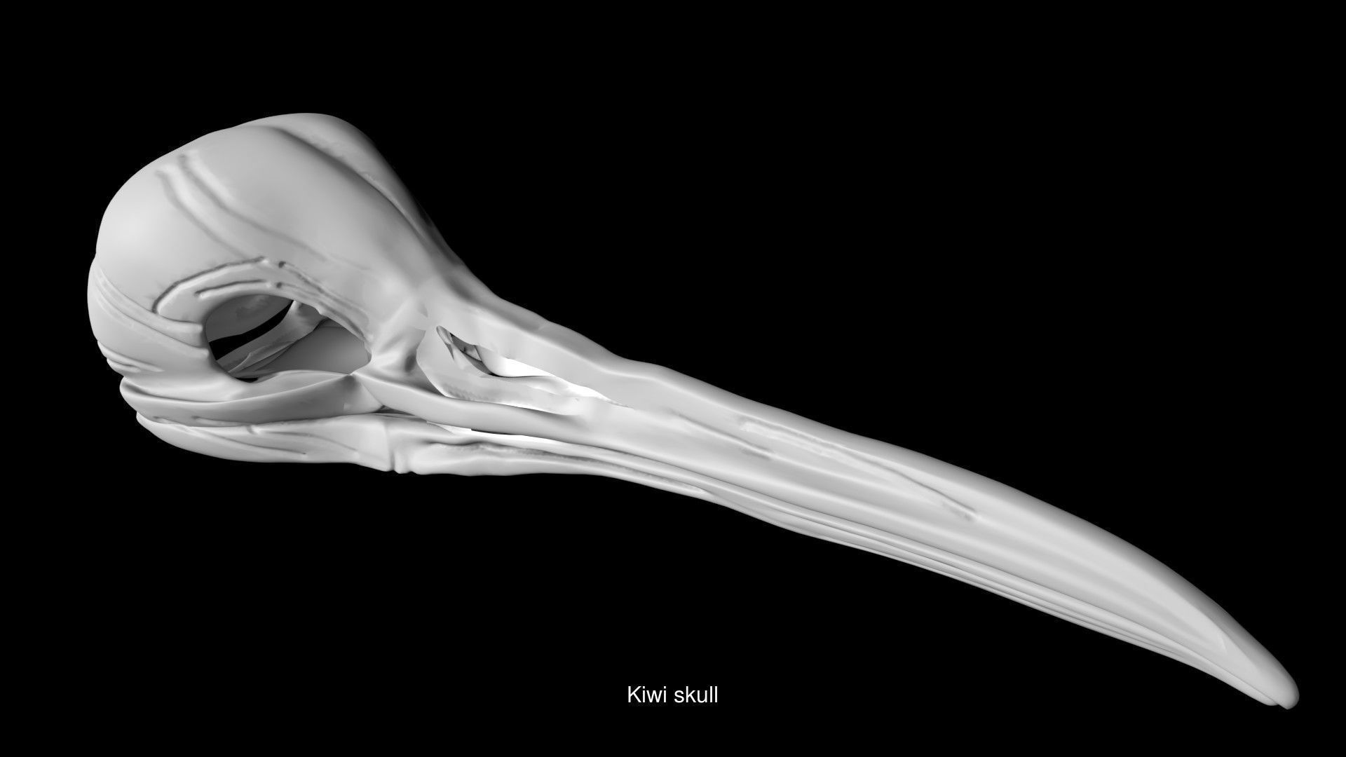 Birds Skulls 3D Model Collection_5