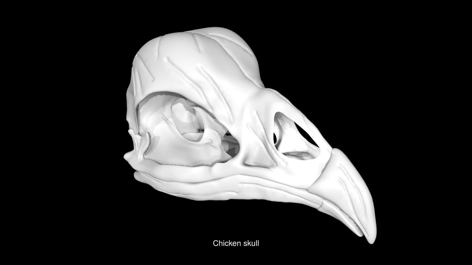 Birds Skulls 3D Model Collection_8