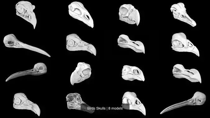Birds Skulls