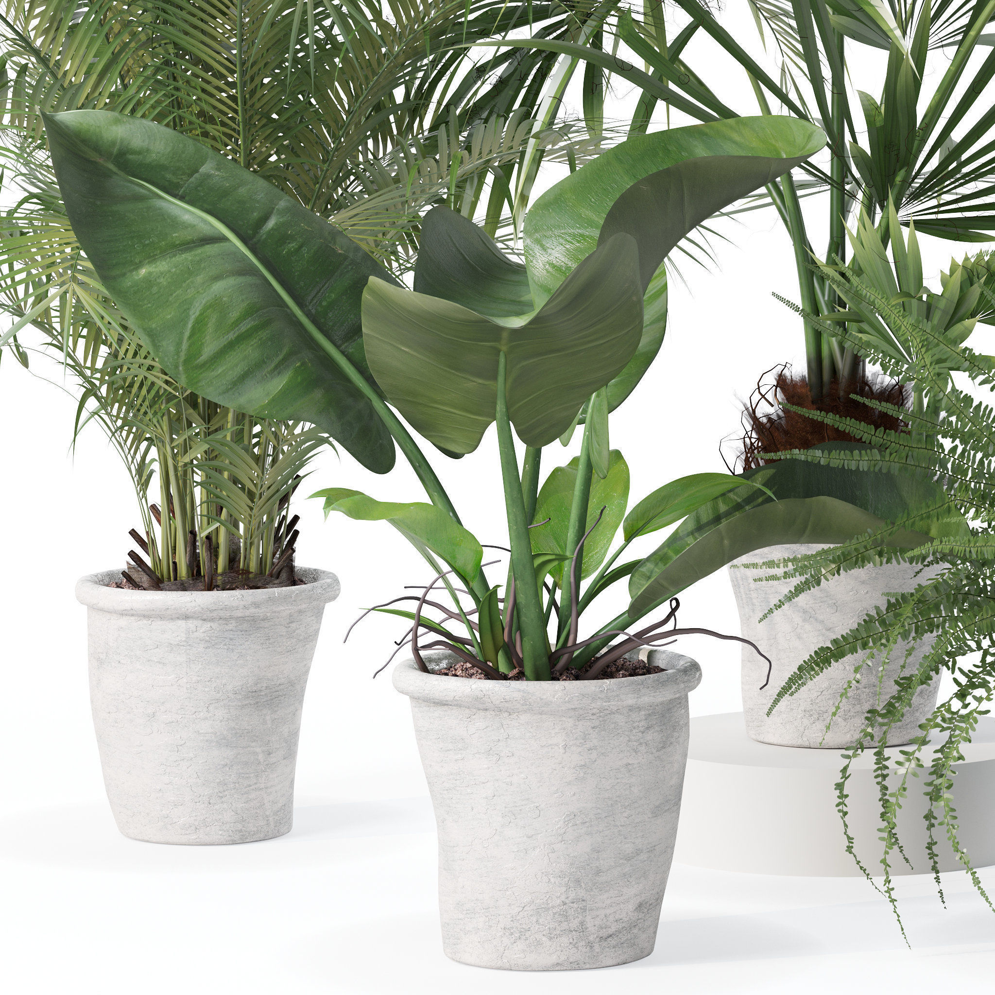 Plants collection 139 3D model_7