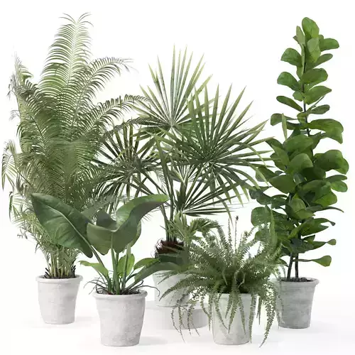 Plants collection 139 3D model