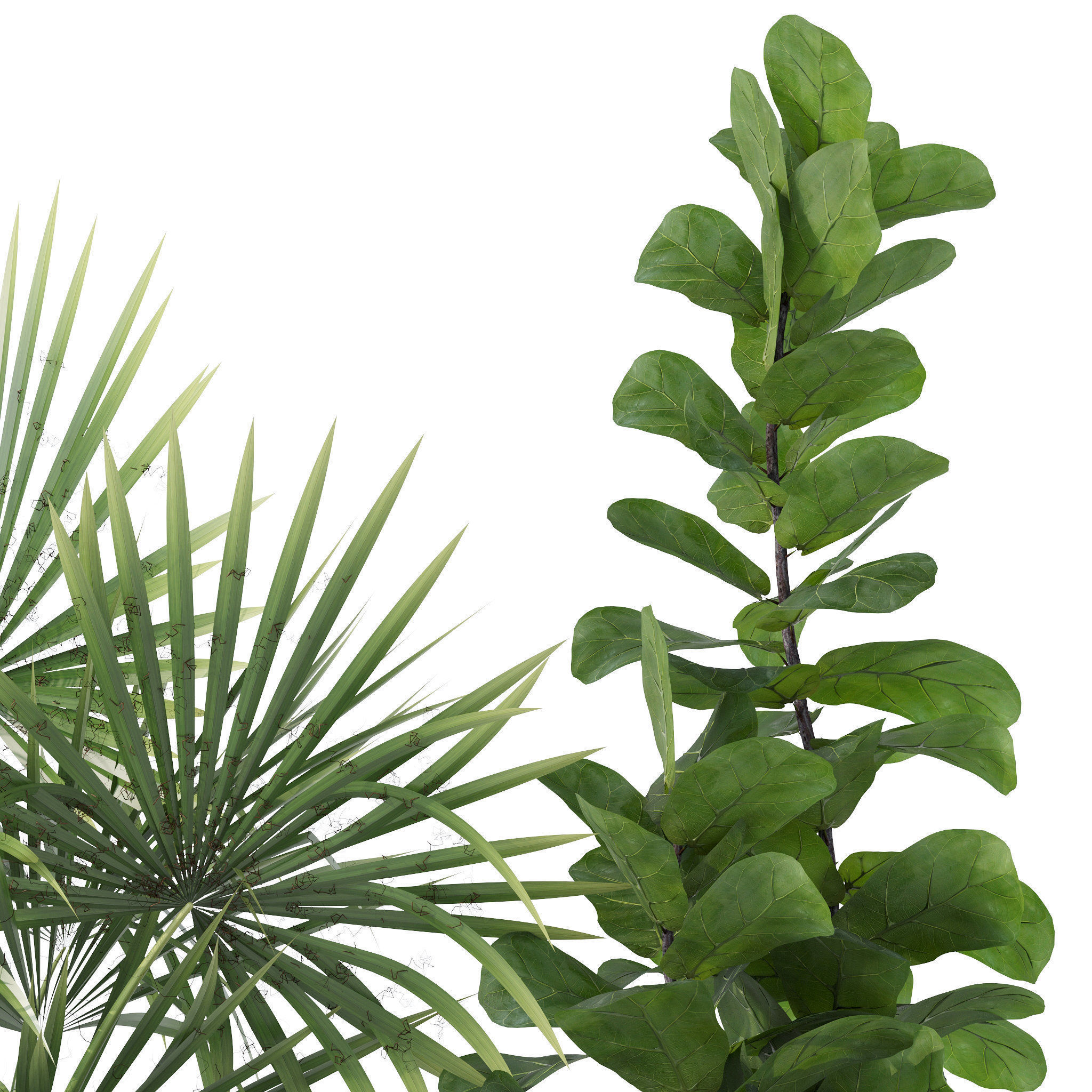 Plants collection 139 3D model_10